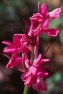 Dactylorhiza romana