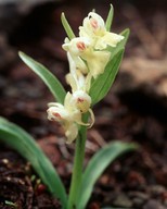 Dactylorhiza romana