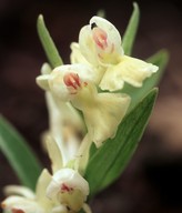 Dactylorhiza romana