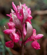 Dactylorhiza romana