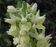 Dactylorhiza romana