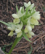 Dactylorhiza romana