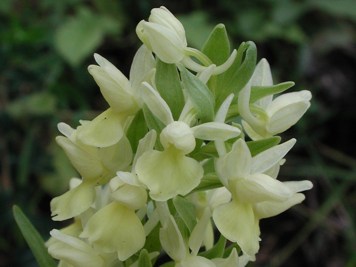 Dactylorhiza romana