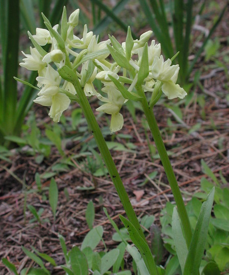 Dactylorhiza romana