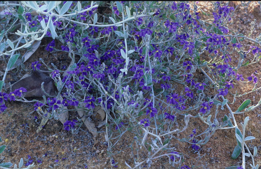 Dampiera altissima