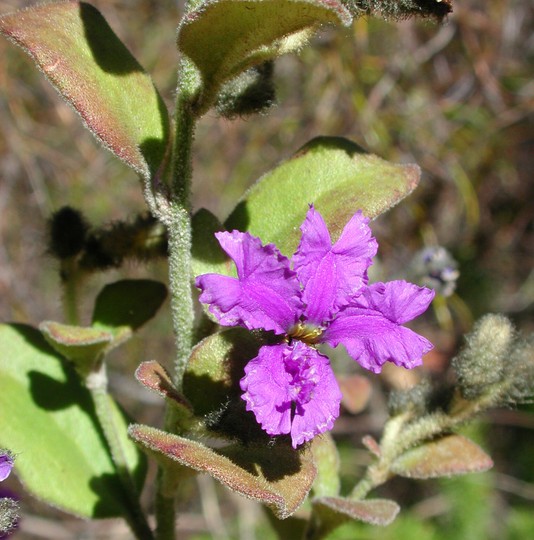 Dampiera purpurea