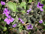 Dampiera purpurea