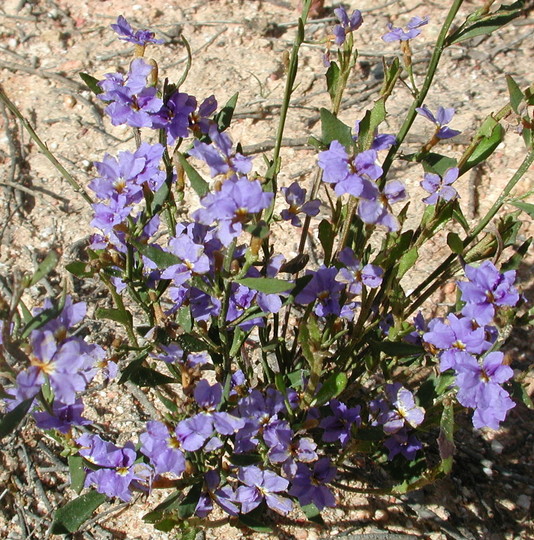 Dampiera stricta