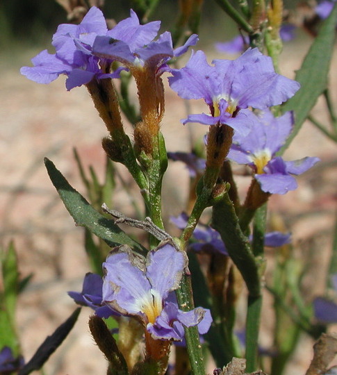 Dampiera stricta