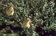 Darwinia macrostegia