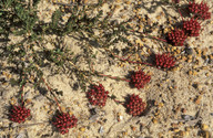 Darwinia virescens