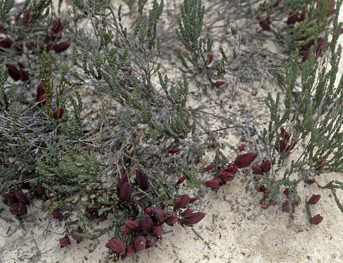 Darwinia speciosa