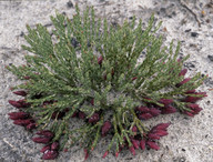 Darwinia speciosa