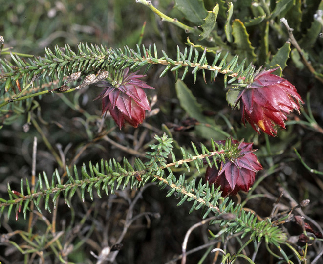 Darwinia neildiana