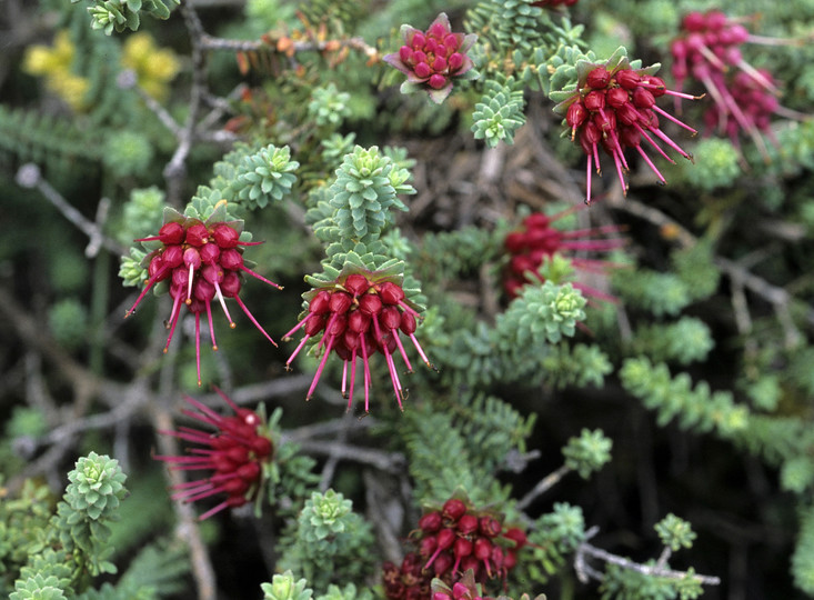 Darwinia oldfieldii