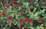 Darwinia oldfieldii