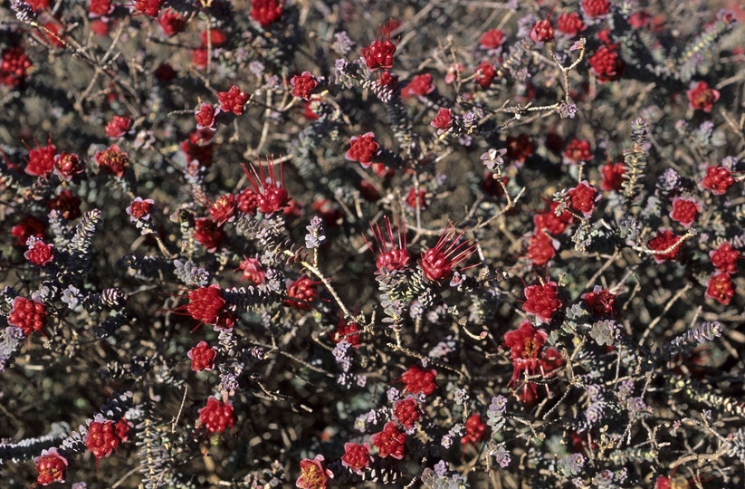 Darwinia oldfieldii