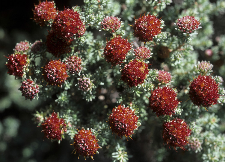 Darwinia purpurea