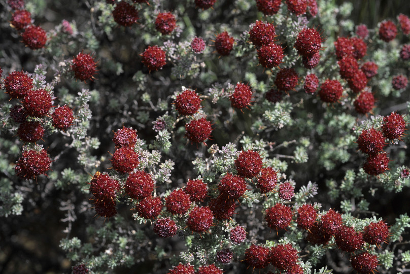 Darwinia purpurea