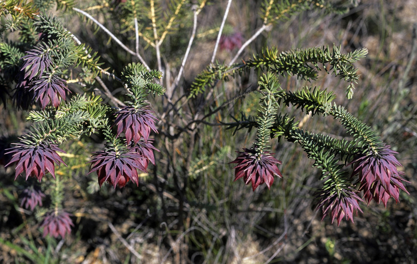 Darwinia neildiana