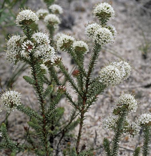 Darwinia vestita