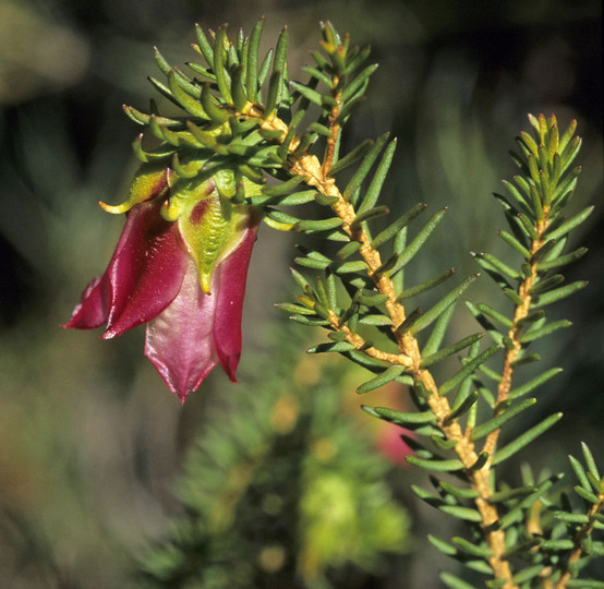 Darwinia leiostyla