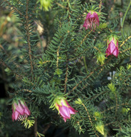 Darwinia leiostyla