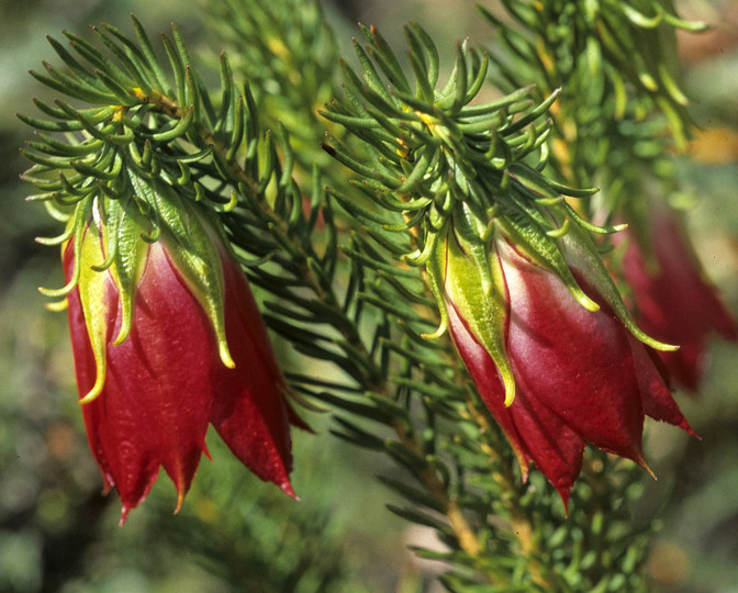 Darwinia oxylepis