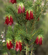 Darwinia oxylepis