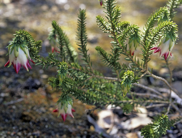 Darwinia meeboldii