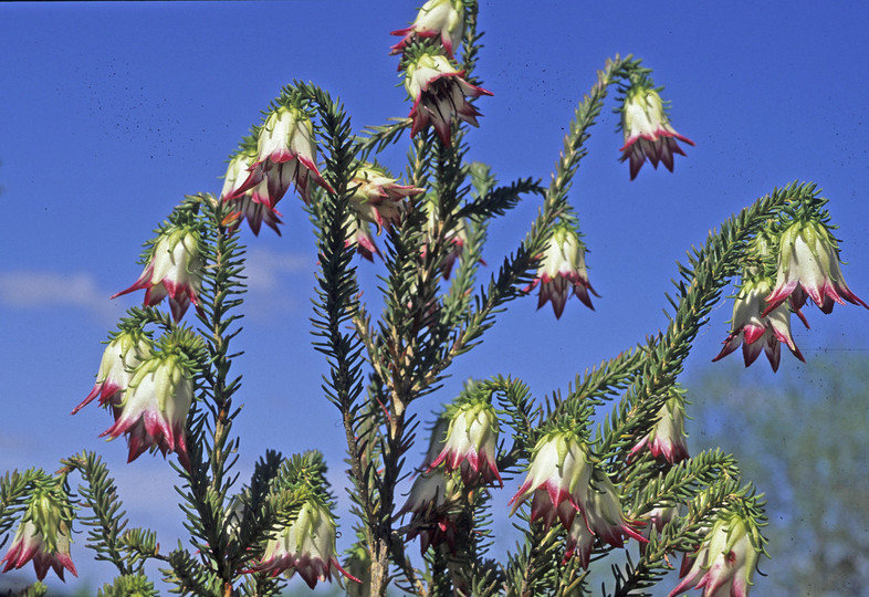 Darwinia meeboldii