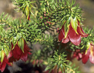 Darwinia oxylepis