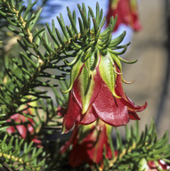 Darwinia oxylepis