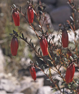 Darwinia hypericifolia