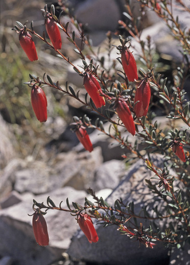 Darwinia hypericifolia