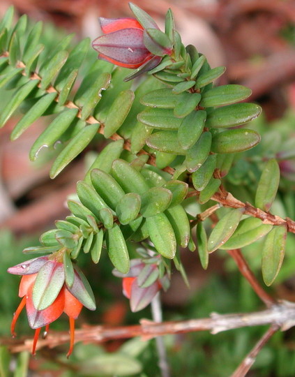 Darwinia citriodora