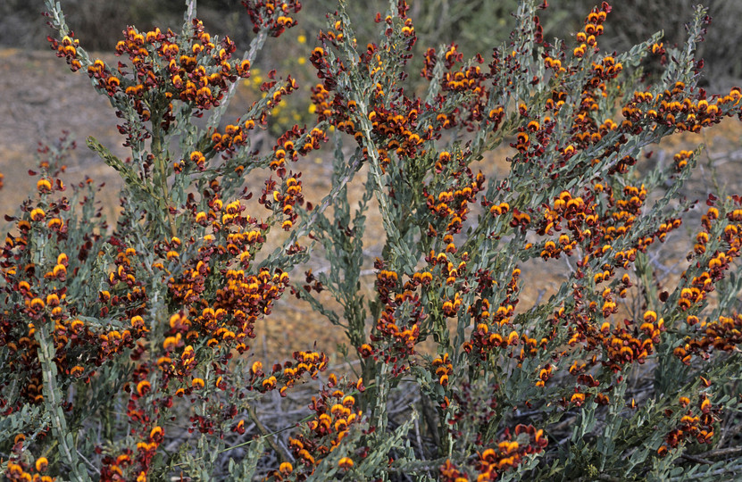 Daviesia sp.?