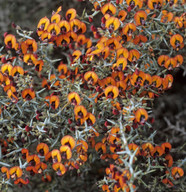 Daviesia incrassata ssp. reversifolia