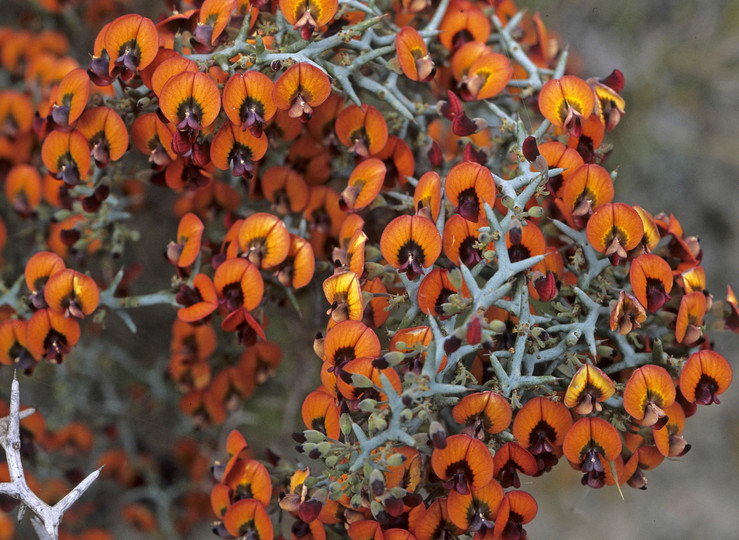 Daviesia incrassata ssp. reversifolia