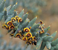 Daviesia pachyphylla