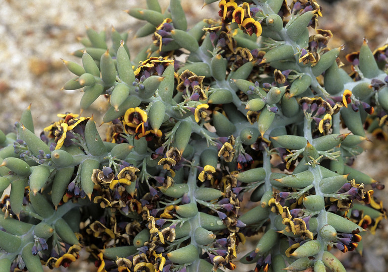 Daviesia pachyphylla