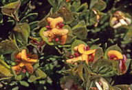 Daviesia obovata