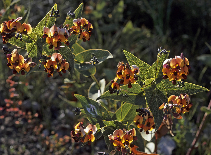 Daviesia cordata