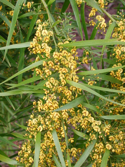 Daviesia arborea