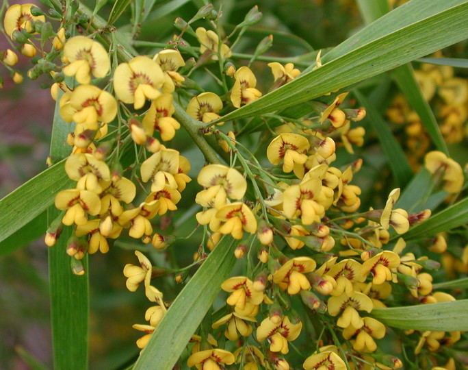 Daviesia arborea