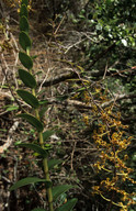 Dendrobium discolor