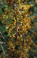 Dendrobium discolor