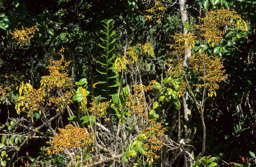 Dendrobium discolor