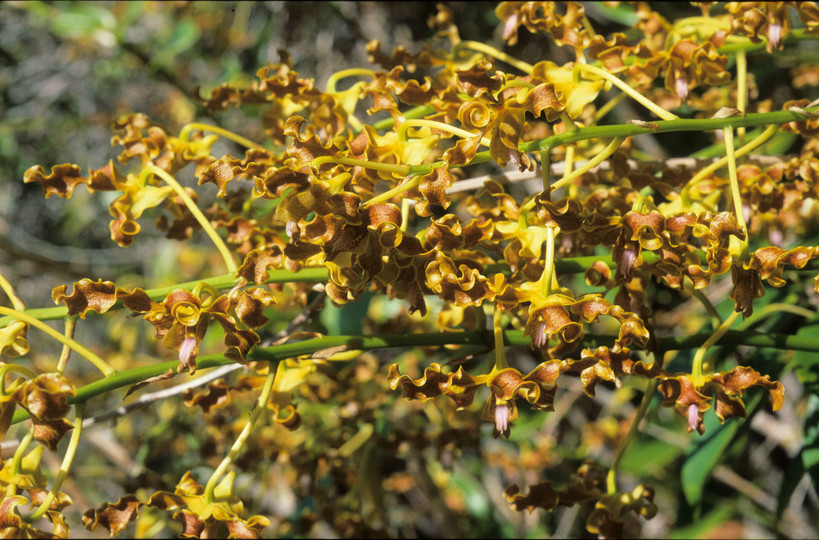 Dendrobium discolor