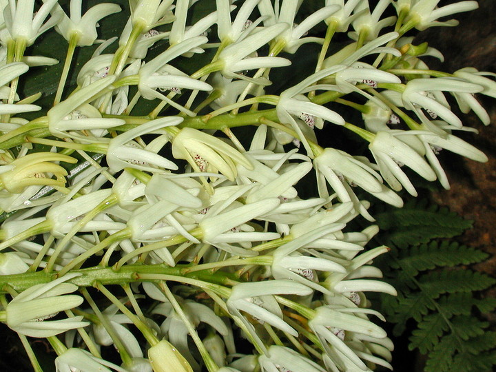 Dendrobium speciosum